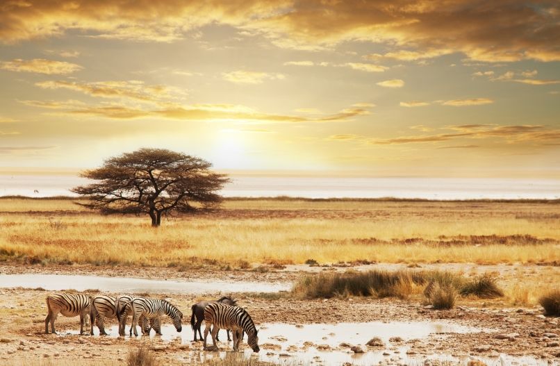 When and Where to Book the Ultimate Safari Experience