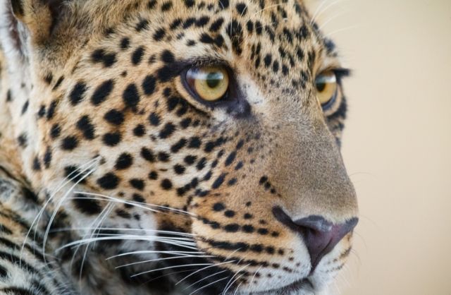 When and Where to Book the Ultimate Safari Experience