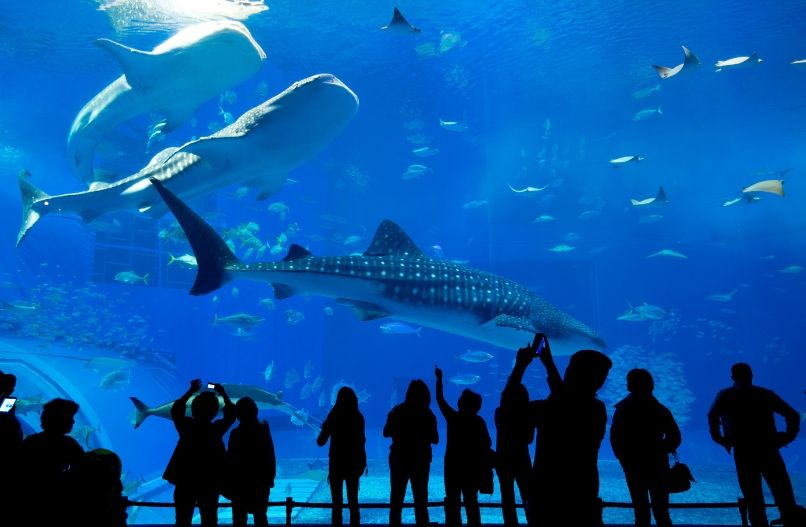 shark tunnel
